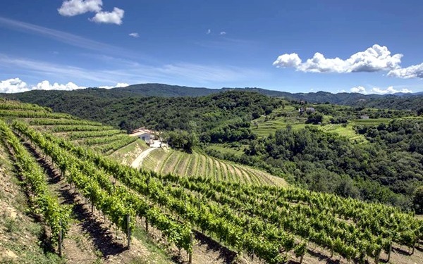 vigneti Tenuta Stella