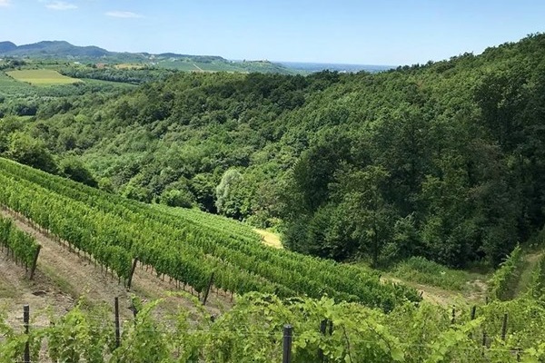 vigneti Tenuta Stella