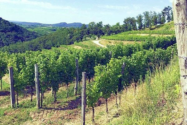 vigneti Tenuta Stella