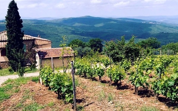 Fattoi e i suoi vigneti