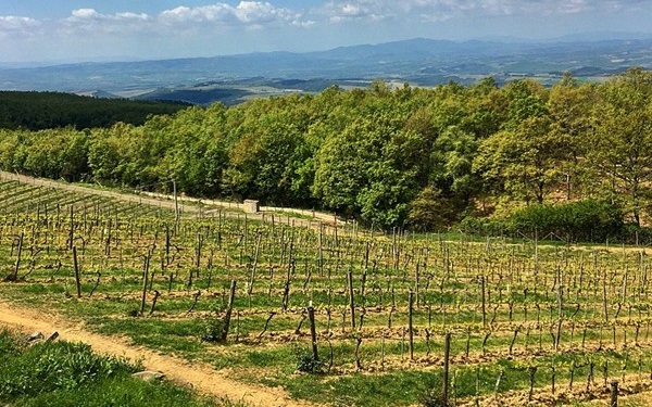 vigneti azienda Fattoi