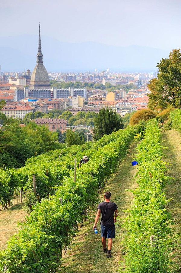 Vendemmia a Villa della Regina di Torino