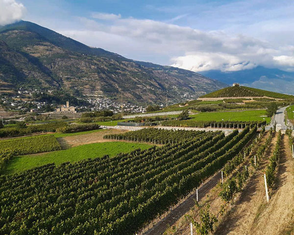 Visita ai vigneti di Aymaville