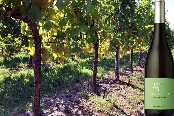 Sauvignon IGP Trevenezie ”Bosco della Donna” 2018 di Borgo Stajnbech