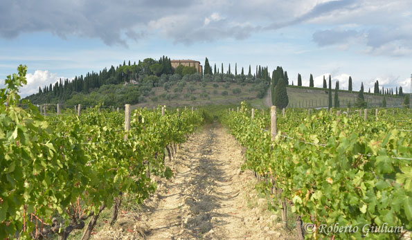 Argiano, vista delle vigne