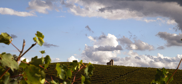 Il castello di Serralunga d'Alba visto dai vigneti aziendali