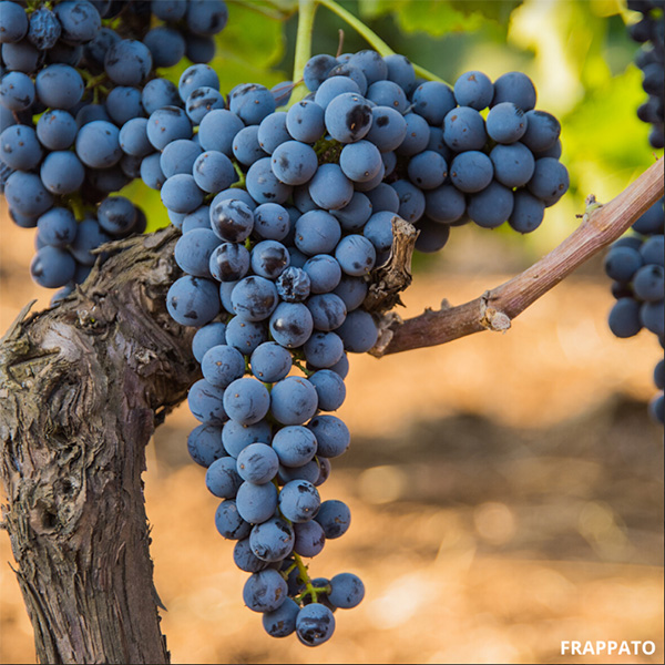 L'uva Frappato