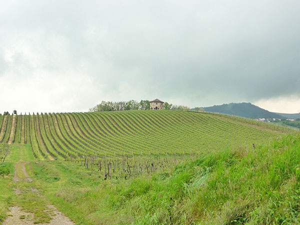 azienda Montelio