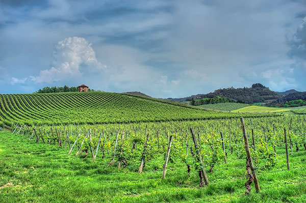 Vigneto azienda Montelio