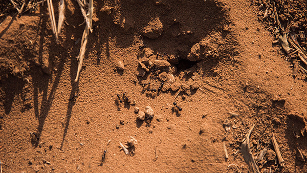 Terra rossa a Santa Tresa