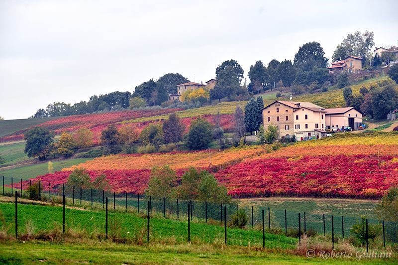 I colori autunnali delle vigne nei pressi del castello