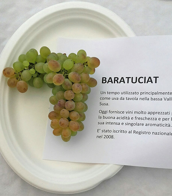 Uva Baratuciat