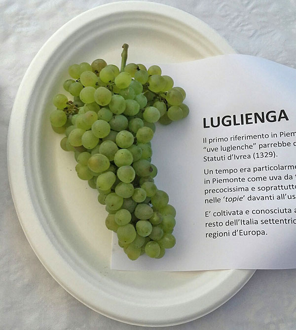 Uva Luglienga