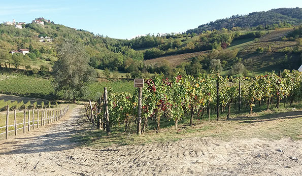 Vigne Casa Wallace Cremolino