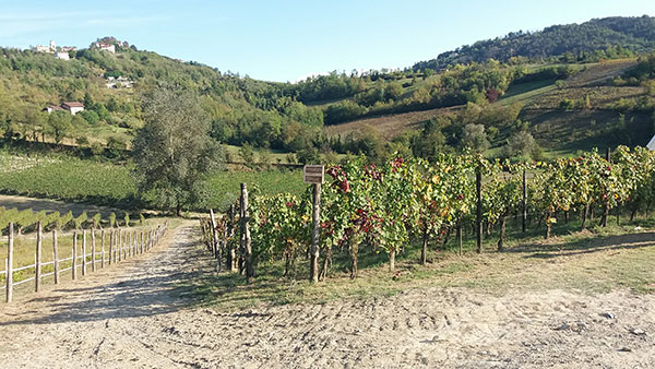 Vigne Casa Wallace Cremolino