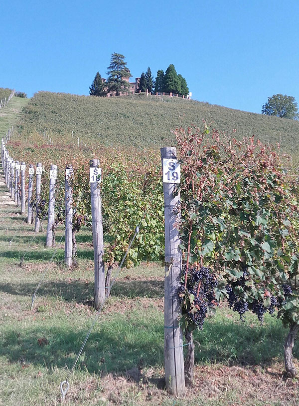 vigneto sperimentale