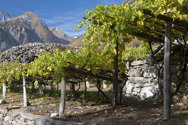 vigne estreme in Valle d'Aosta