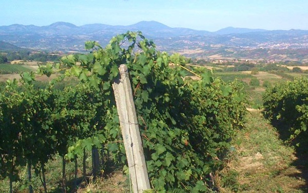 Vigne azienda BracaR