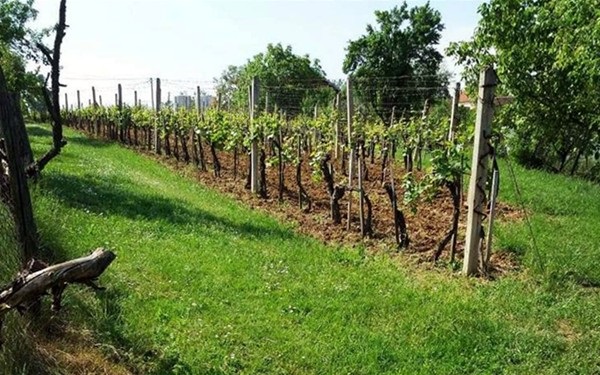 Vigne azienda BracaR