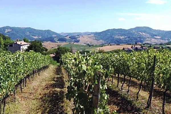 vigneto azienda I Carpini