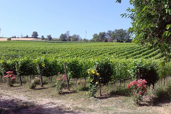 vigneto azienda I Carpini