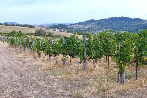 filari Cascina I Carpini