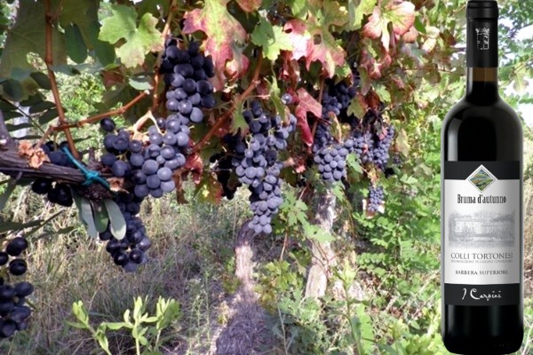 Colli Tortonesi Barbera Superiore Bruma d'Autunno 2009