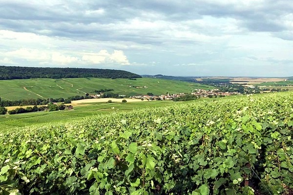 vigneti Champagne Encry Veuve Blanche Estelle