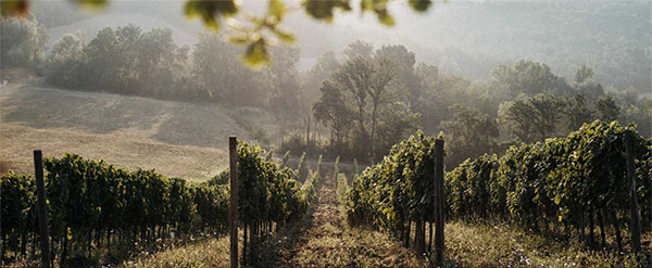 vigneto azienda La Lupinella