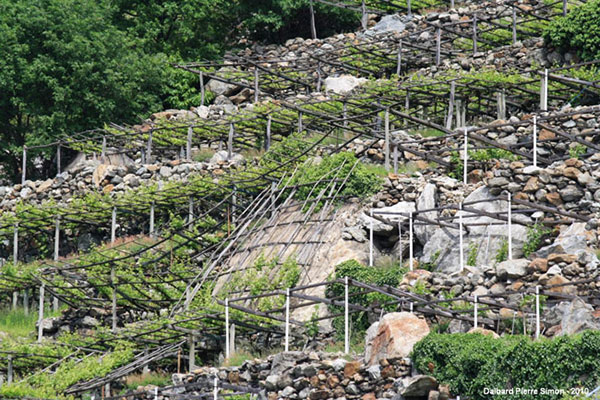 Vigneti terrazzati a Donnas