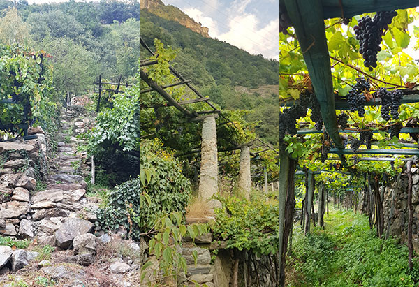 viticoltura eroica, architettura topiaria, vigna