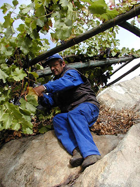 Viticultura eroica a Donnas