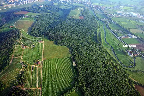 Vigneti nel parco della Musella