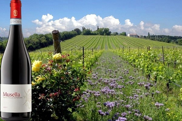 Valpolicella Superiore 2017