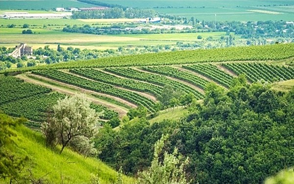 vigneti SERVE CEPTURA Romania