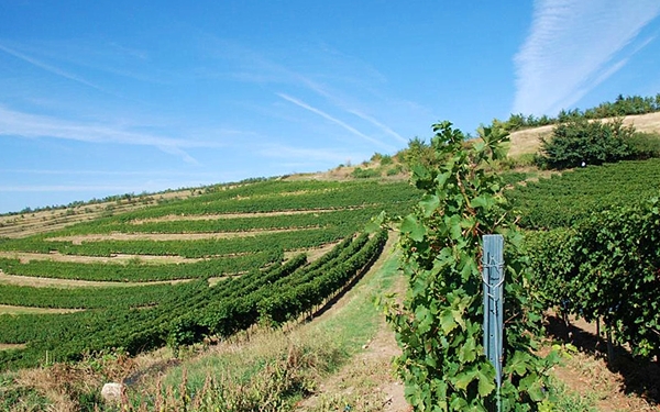 SERVE CEPTURA altra vigna