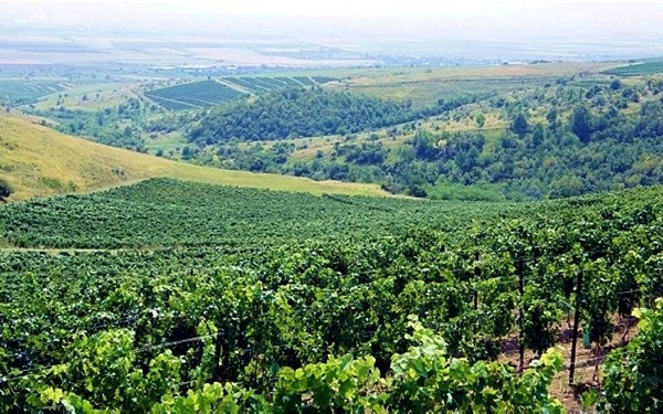 SERVE CEPTURA altra vigna