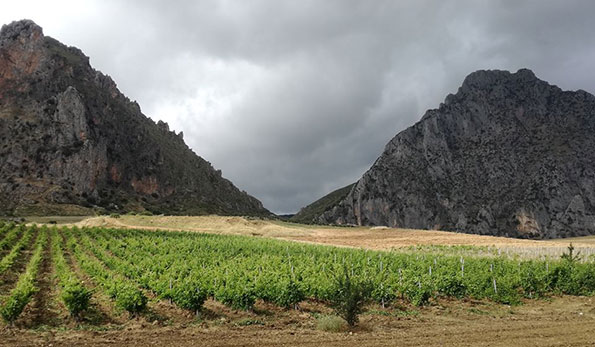 Esperides Grillo 2018 Di Bella