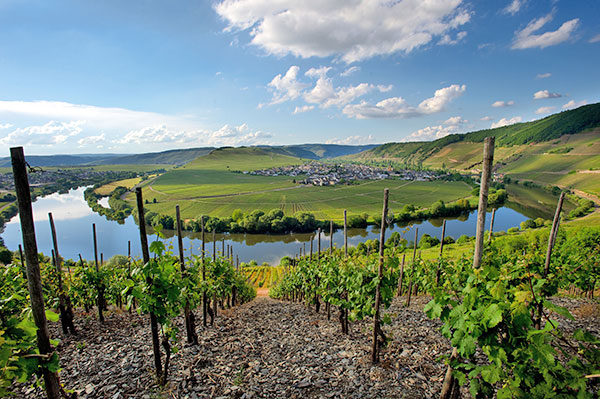 i vigneti Dr. Fischer che circondano il Saar nella Mosella