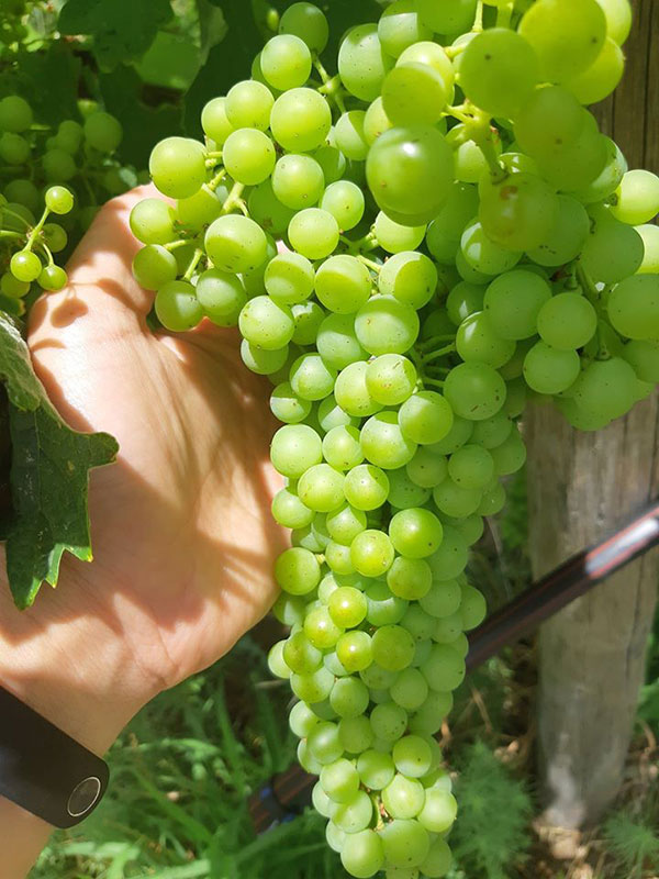 un grappolo di trebbiano toscano