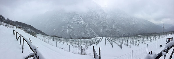 vigneto d'inverno azienda Hofstaetter