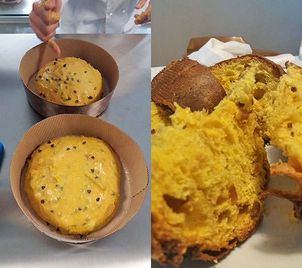Il panettone dopo la messa in forma / Il panettone all'olio
