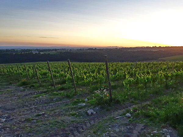 La vigna prima della vendemmia