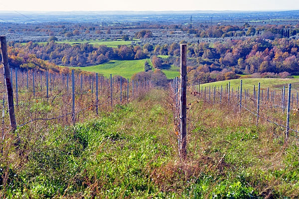 La vigna in autunno