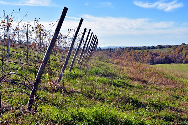 altro vigneto di Poggio Baranèllo