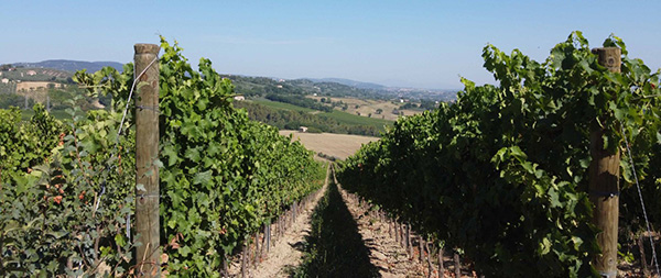 vigneto azienda Borgese