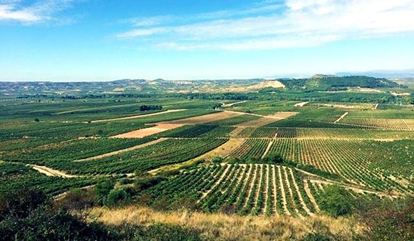 Bodegas Barón de Ley
