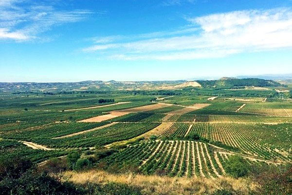 Bodegas Barón de Ley
