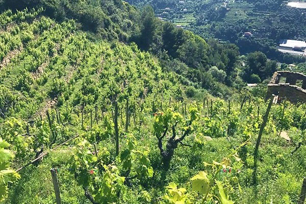 Maccario Dringenberg