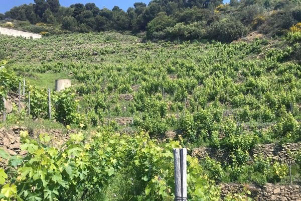 Maccario Dringenberg